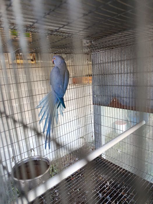 Ring neck fêmea violeta 2022