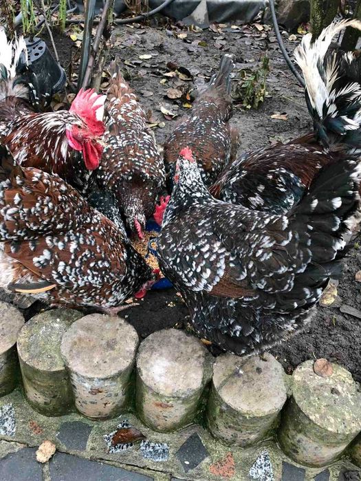 Інкубаційні яйця