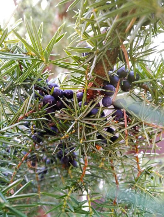 Сушені ягоди ялівцю.