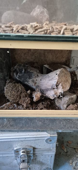 Terrarium dla pająków