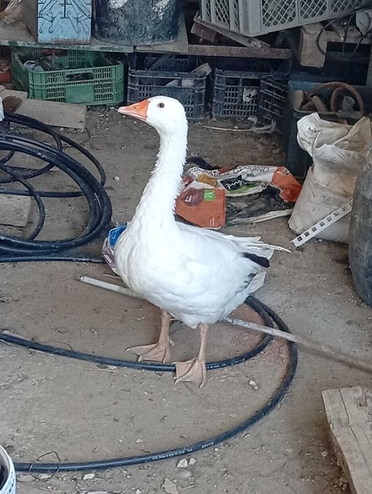 Pato ganso com 6 meses e meio