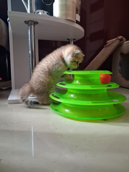 золота шиншила кошеня
