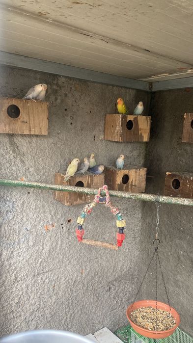 Vendo Agapones rossicols