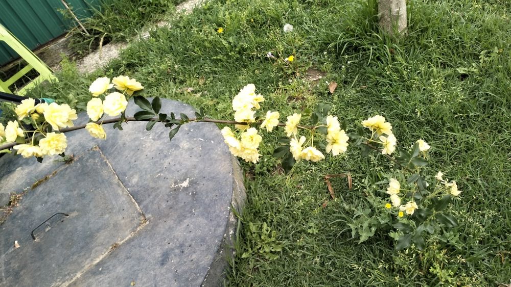 Roseira trepadeira Banks Lutea