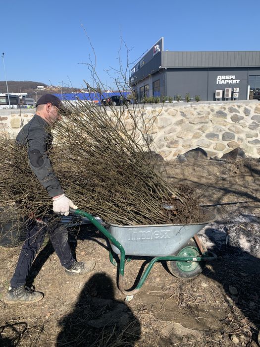 Сажанці  граба від 40 см до 2.5 м