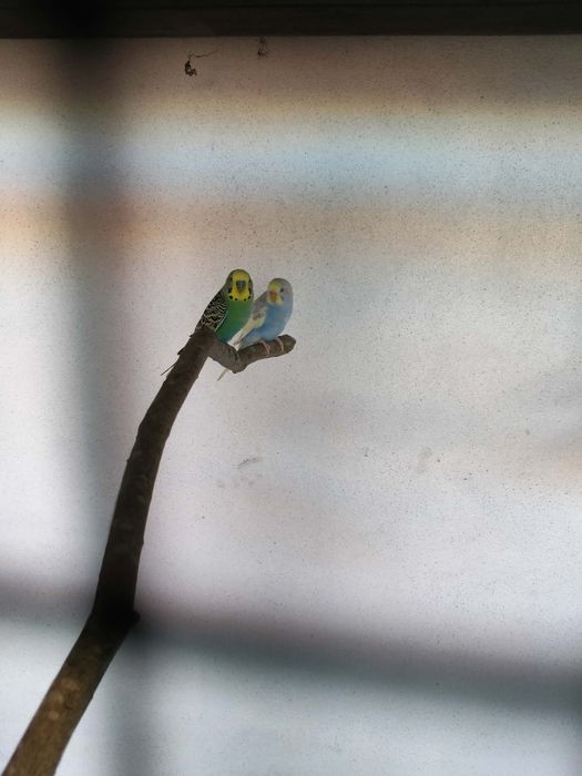 Tenho casal dos periquitos para vendo