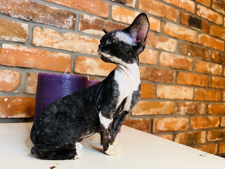 Devon Rex - przepiekna  kotka