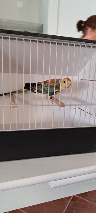 Red rumped várias mutações 2026