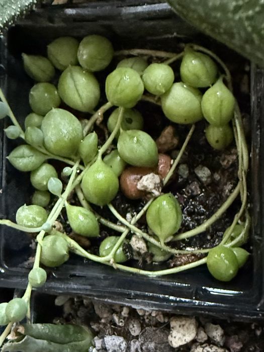 Кімнатні сукуленти з власноі колекціі