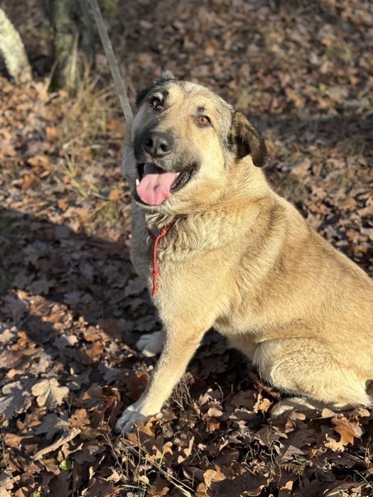 Метис лайки 3 роки терміново шукає дім