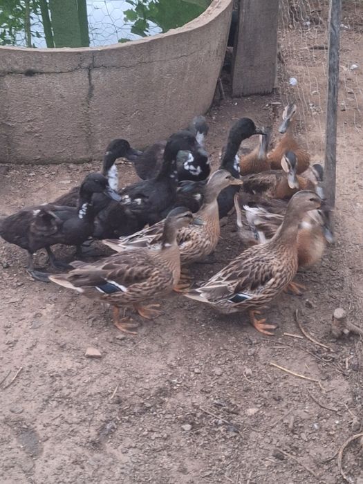 Patos de várias raças