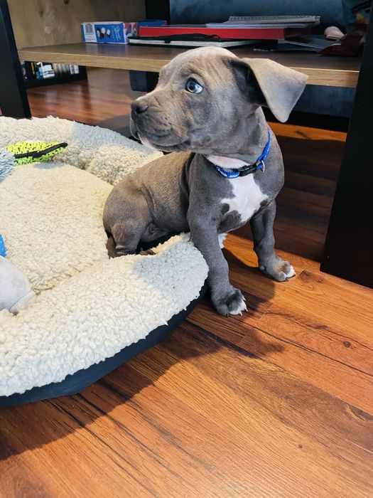 Szczeniak American Staffordhire Terrier Blue