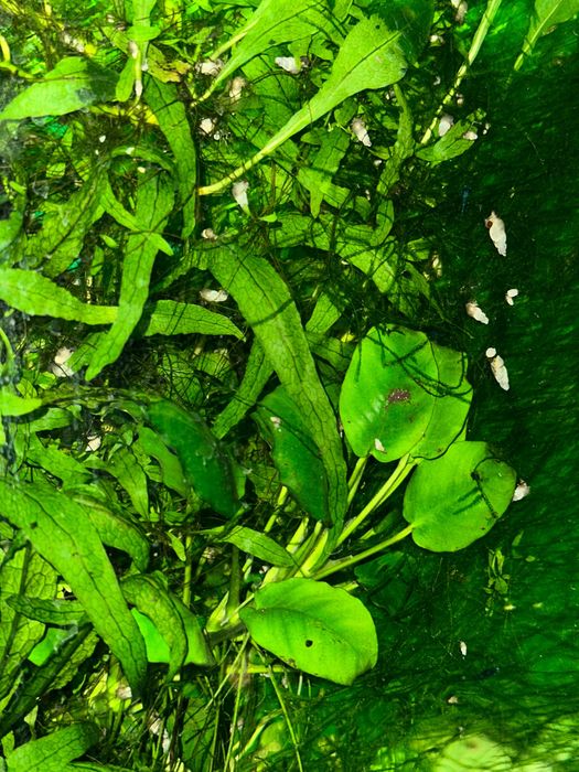 Plantas de Aquário