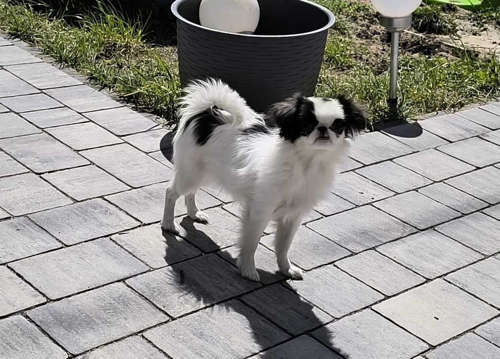 Śliczna sunia china japońskiego ZKwP/FCI nie pekińczyk , shih tzu