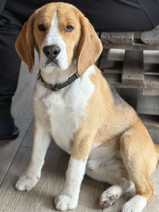 Бігль (бигль) вʼязка (злучка) розведення