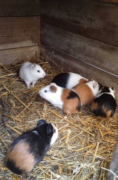 ТЕРМІНОВО! Морські свинки