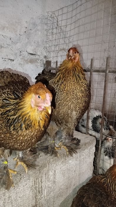 Пропоную ія куріпчатої брами