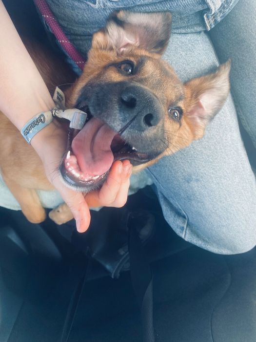 Dou cadelinha de 1 ano