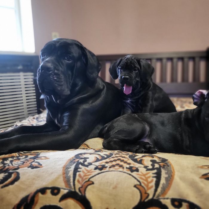 Цуценята Кане Корсо