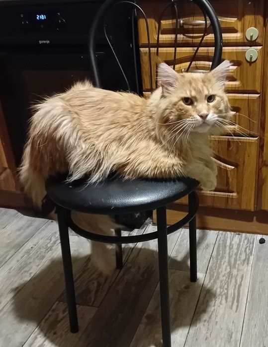 Kotka Maine Coon o imieniu Catti Rezerwacja