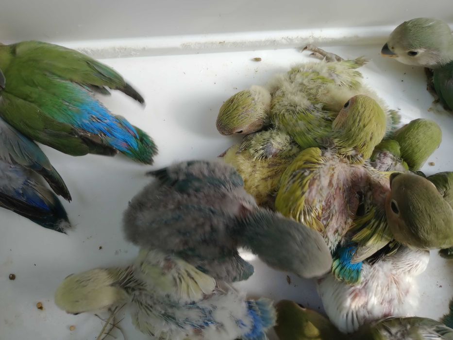 Vendo rossicoolis bebés meiguinhos doceis