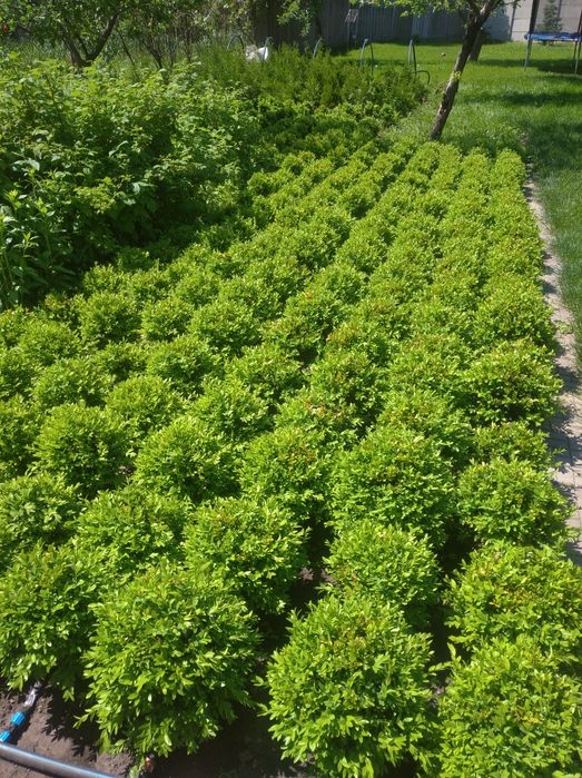 Продам кусты самшита Шар (диаметр 25-35 см). Плотная стрижка.
