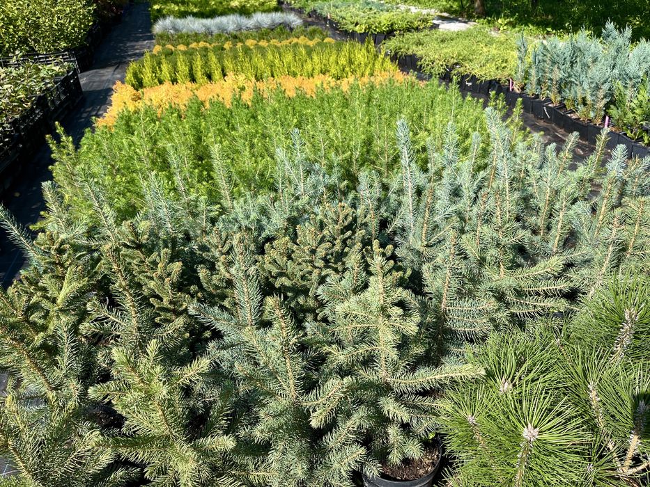 Саджанці вічнозелених хвойних декоративних рослин, гортензій і ягідних