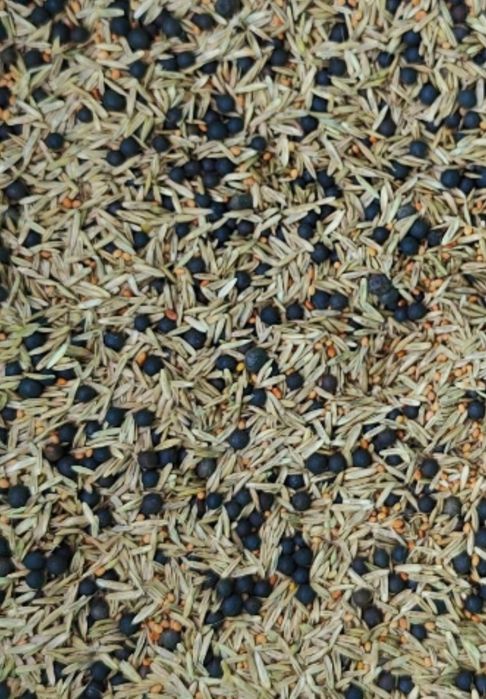 Mieszanka gorzowska/traw gorczyca rzodkiew facelia gryka wyka lucerna