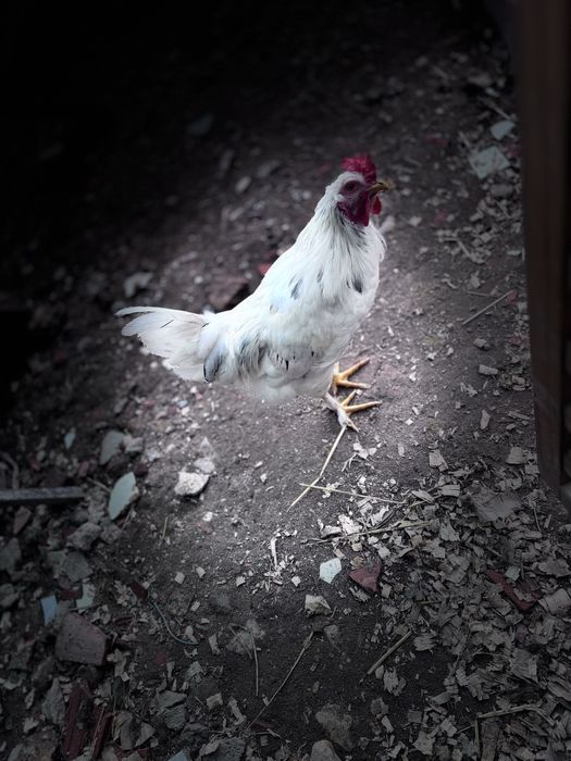 Galos  Rhode Island Red 100%puros