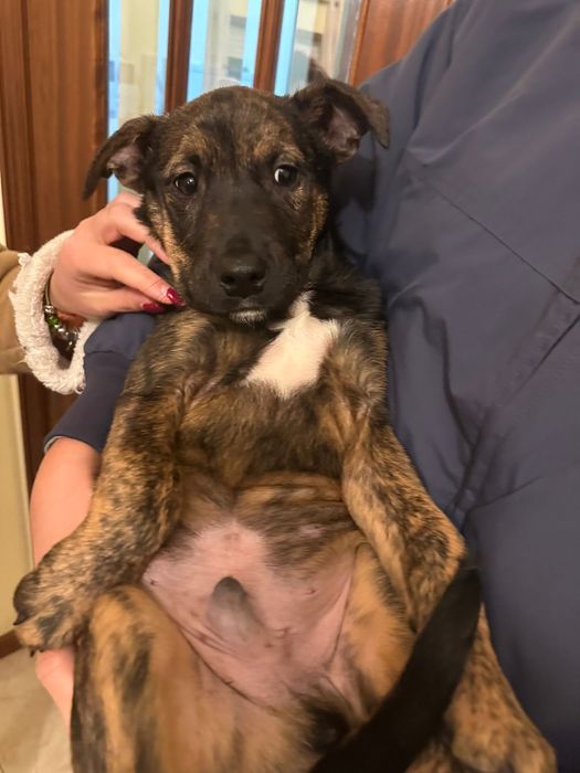 TICO - cachorro para adoção responsável