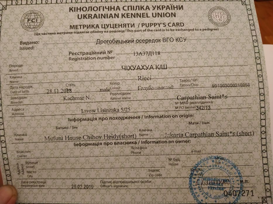В'язка чіхуахуа. КСУ.