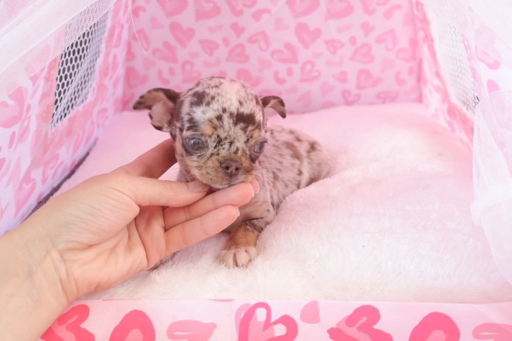 Chihuahua  Super Mini. Menino Chocolate Merle .Cabeça de maçã.Olhos azuis