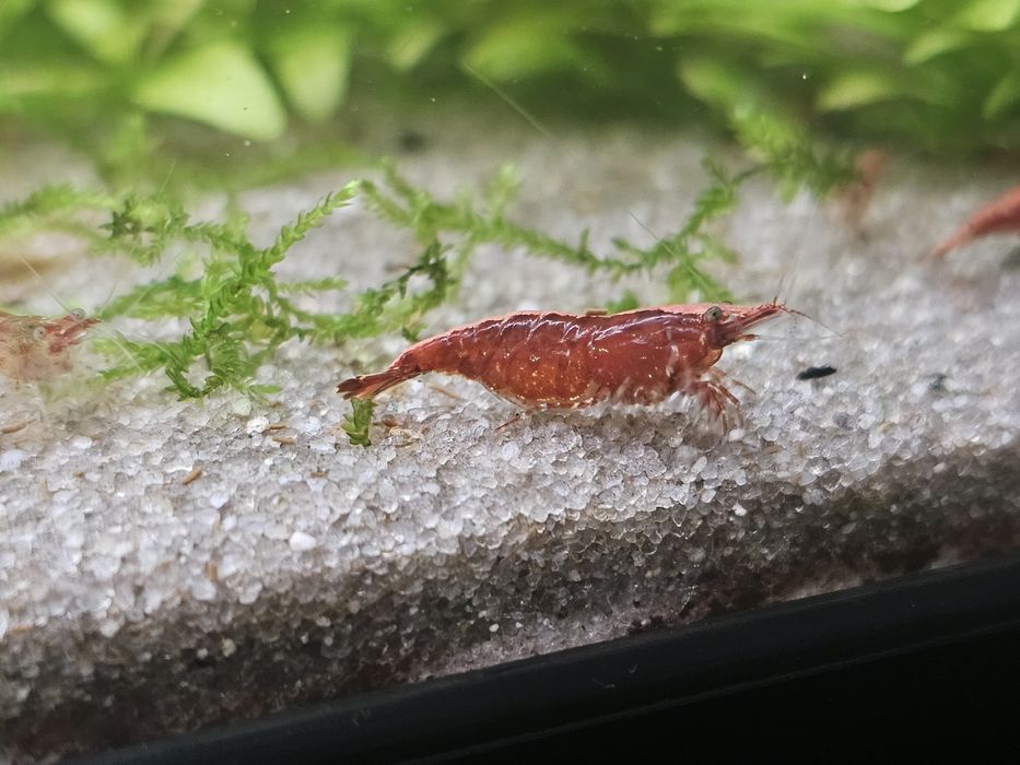 Camarões Red Cherry sakura