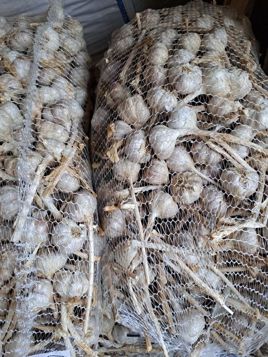 Czosnek harnas od 5 do 7cm