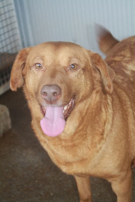 Betty cadela jovem porte medio grande