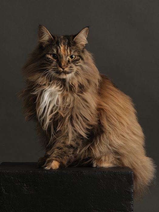 Дівчинка підліток породи КУРИЛЬСЬКИЙ БОБТЕЙЛ