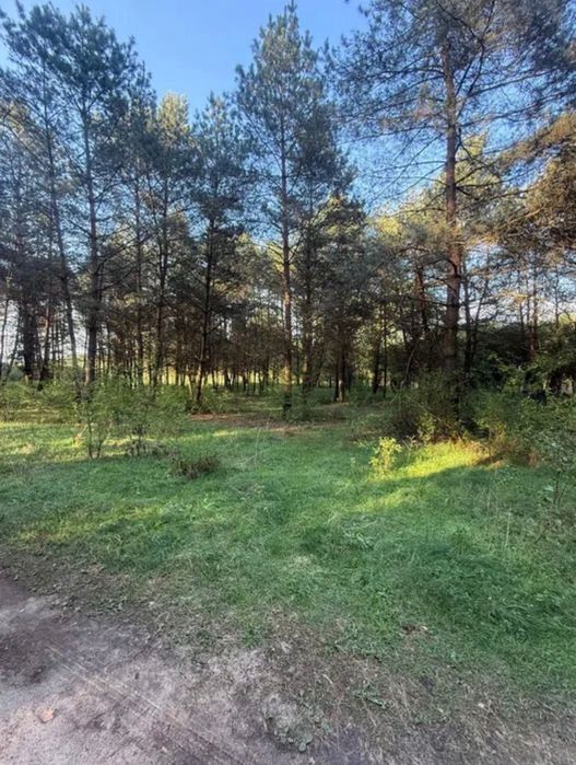 Działka przy lesie Nekielka - Widok 6