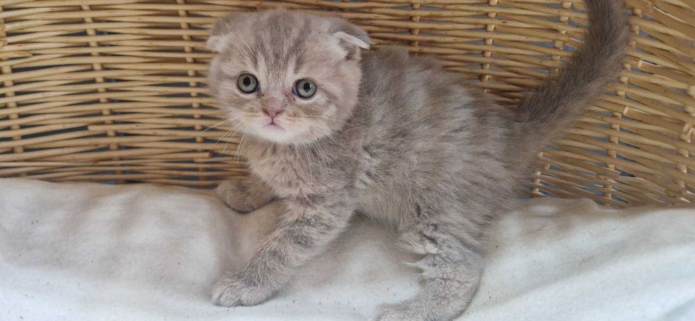 Kocurek Szkocki liliowy pręgowany zwisłouchy