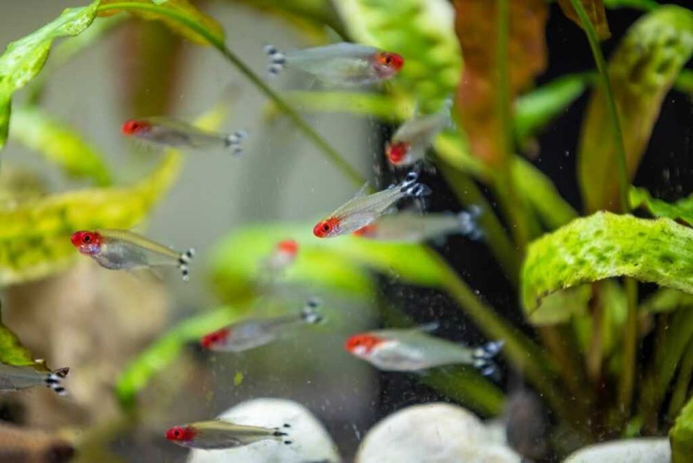 Tetra Nariz de Bêbado