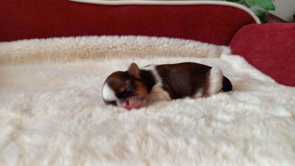 Shih Tzu  suczka z kompletem szczepień