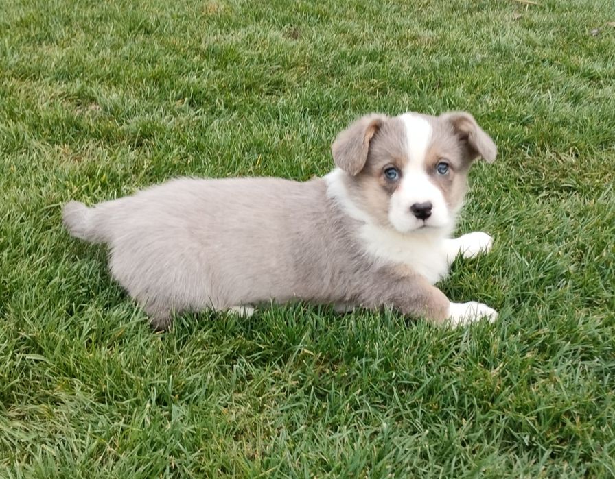 Welsh Corgi Cardigan