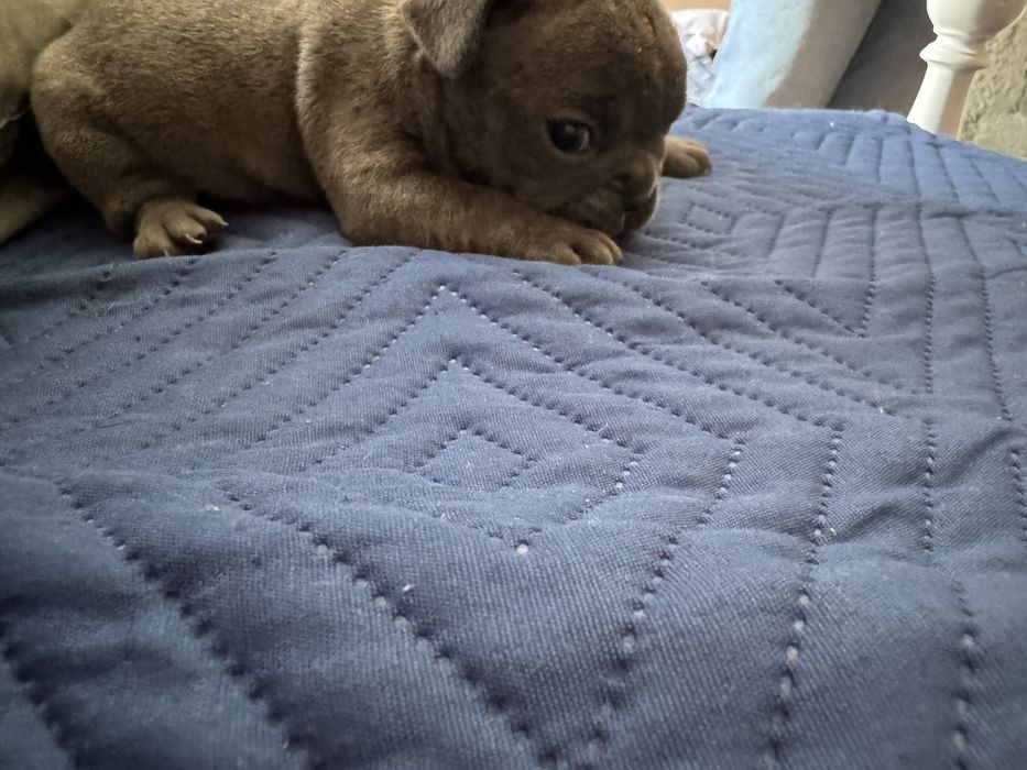 Buldogue frances