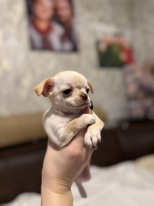 Продам чихуашок..