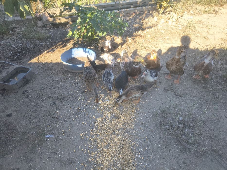 Casal de Patos de rouen