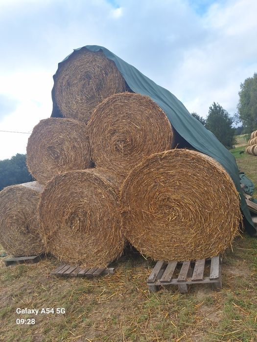 Słoma 145×120 owsiana i żytnia 2025
