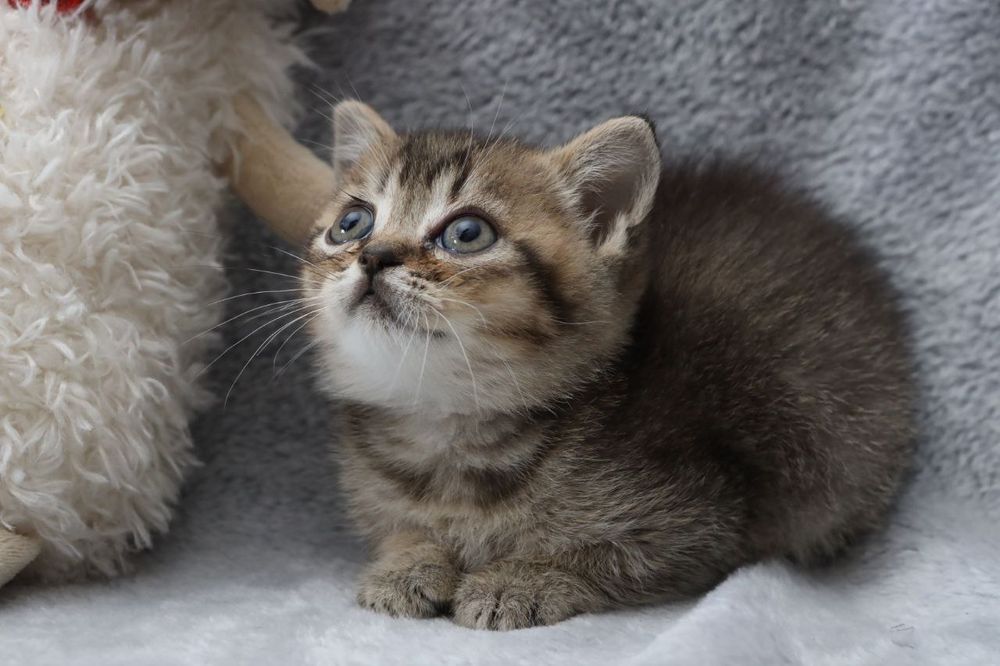 Шотландські кошенята ,золота шиншилка/голуба