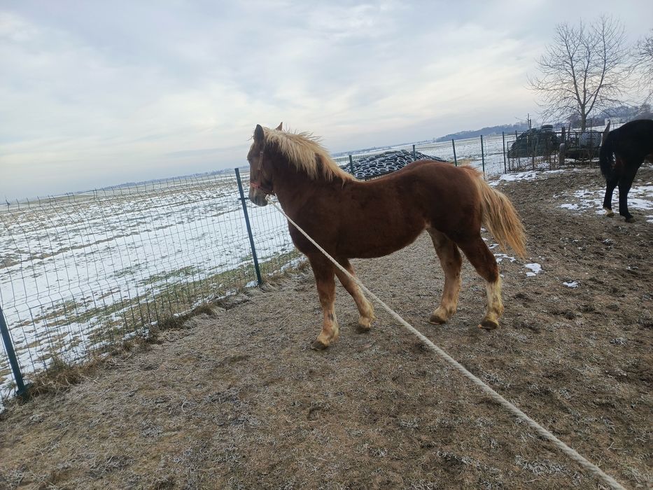 Sprzedam Ogierka PKZ