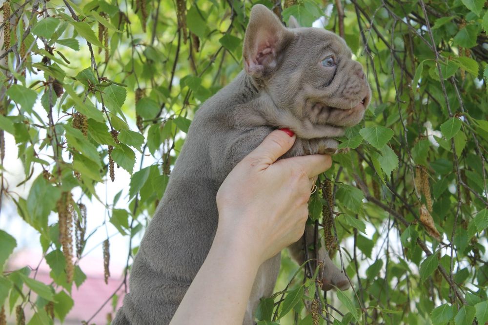 Хлопчик віп якість