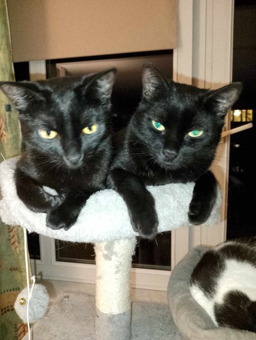 Ok.2 letnie piękne czarne damy do adopcji.