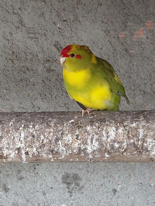 Aves para vender